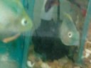 Peixes a venda no aquario. 