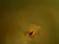 ant queen?