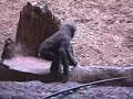 Baby Gorilla gettin\