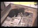 Cachorros Border Collie Nac: 13/Marzo/2008. Video 1