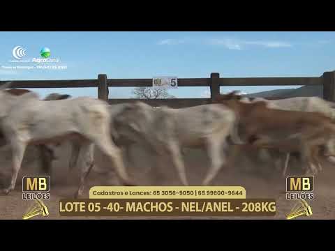 555� LEIL�O VIRTUAL MB LEIL�ES