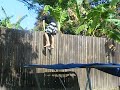 front flip mania