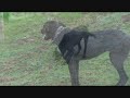 Who Let the Dogs Out - Farm dogs having fun