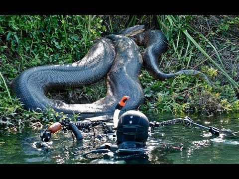 Diver Discovers Giant Anaconda