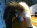 Ragdoll Kitten Ragdoll Kitten