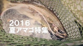 夏の渓流アマゴ特集