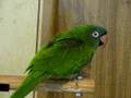 Avis The Blue Crown Conure Dancing To Ragae Music! ©Karla K. Larsson