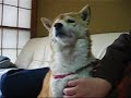 極楽マッサージ