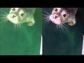 GoPro Hero 2 Underwater Color Correction Example
