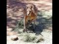 videos de Rubato Kangaroo