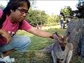A day at Lone Pine Koala Sanctuary in Queensland, Australia