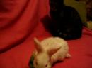 bunny bunny
