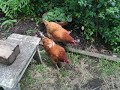 Equal Rights For Chickens