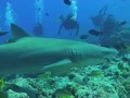 Scuba Diving With Sharks in Tahiti