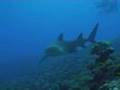 Scuba-Diving-With-Sh