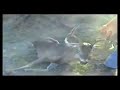 TAVO DE LEON MATA VENADO SUPER TIRO