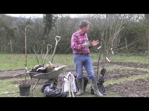 HOW TO PLANT BAREROOTED FRUIT TREES