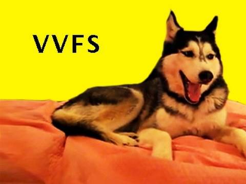 funny pet videos. Tags Funny Pet Videos 367