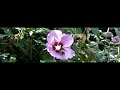 Hommel scheidt vloeistof uit voor bezoek aan bloem Hommel scheidt vloeistof uit voor bezoek aan bloem