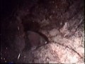 El Barco Hundido (Night Dive) El Barco Hundido (Night Dive)