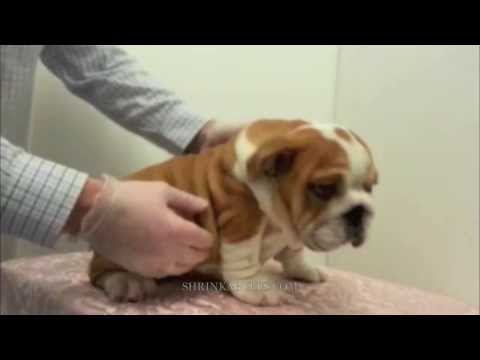 how to care english bulldog puppy