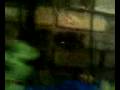 videos de clown loaches