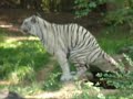White Bengal Tiger Takes a Dump in the Creek