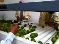 limon tahiti citricos del tolima
