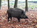 Schweinkram Schweinkram