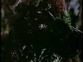 Wampsay Ingthay - Cookie Monster