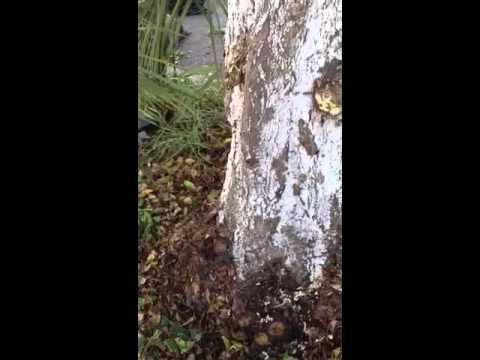 how to get rid whitefly