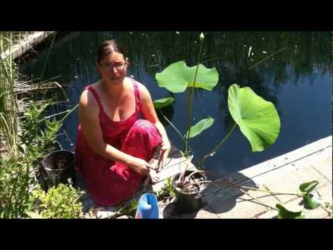 how to fertilize pond plants