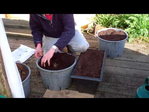 how to transplant strawberry plants into pots