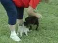New Puppy aka Baby Bugsy