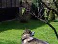 Alaskan Malamute video