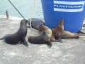 Omer Galapagos