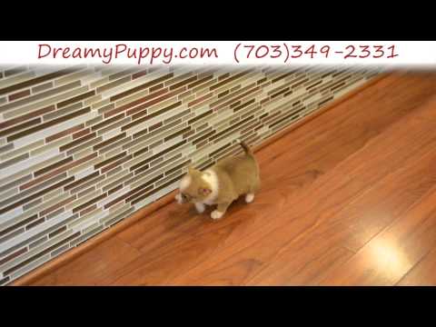 Stunning Pomchi Male Puppy 3
