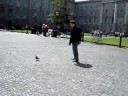 vincent essaye de shooter un pigeon