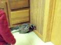 videos de tame and wounded pheasant and Tyson