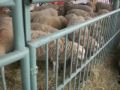 Mostra della pastorizia e della montagna - Rovato - 3a parte