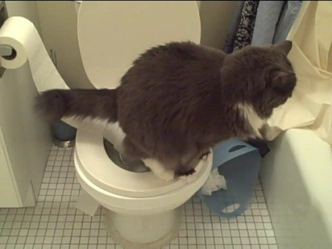 0 Funny Cat Clips