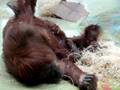 videos de Tierpark Hellabrunn