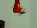 videos de Colibris