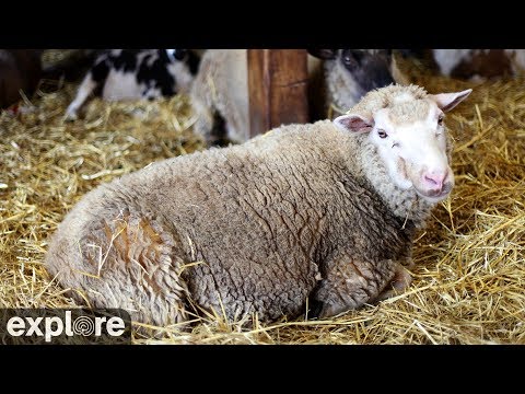 Live-Cam: Landwirtschaft - Schafe - Sheep Barn Cam at F ...