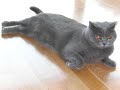 Panducat Returns