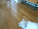 Patriotic Westies