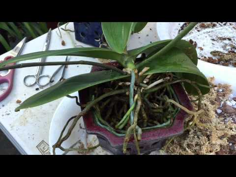 how to replant pitcher plant