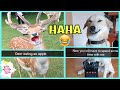 Funny Animal Pictures With Captions Lost