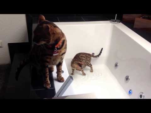 Bengalen -