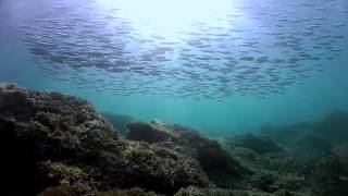 Excursión de snorkelling